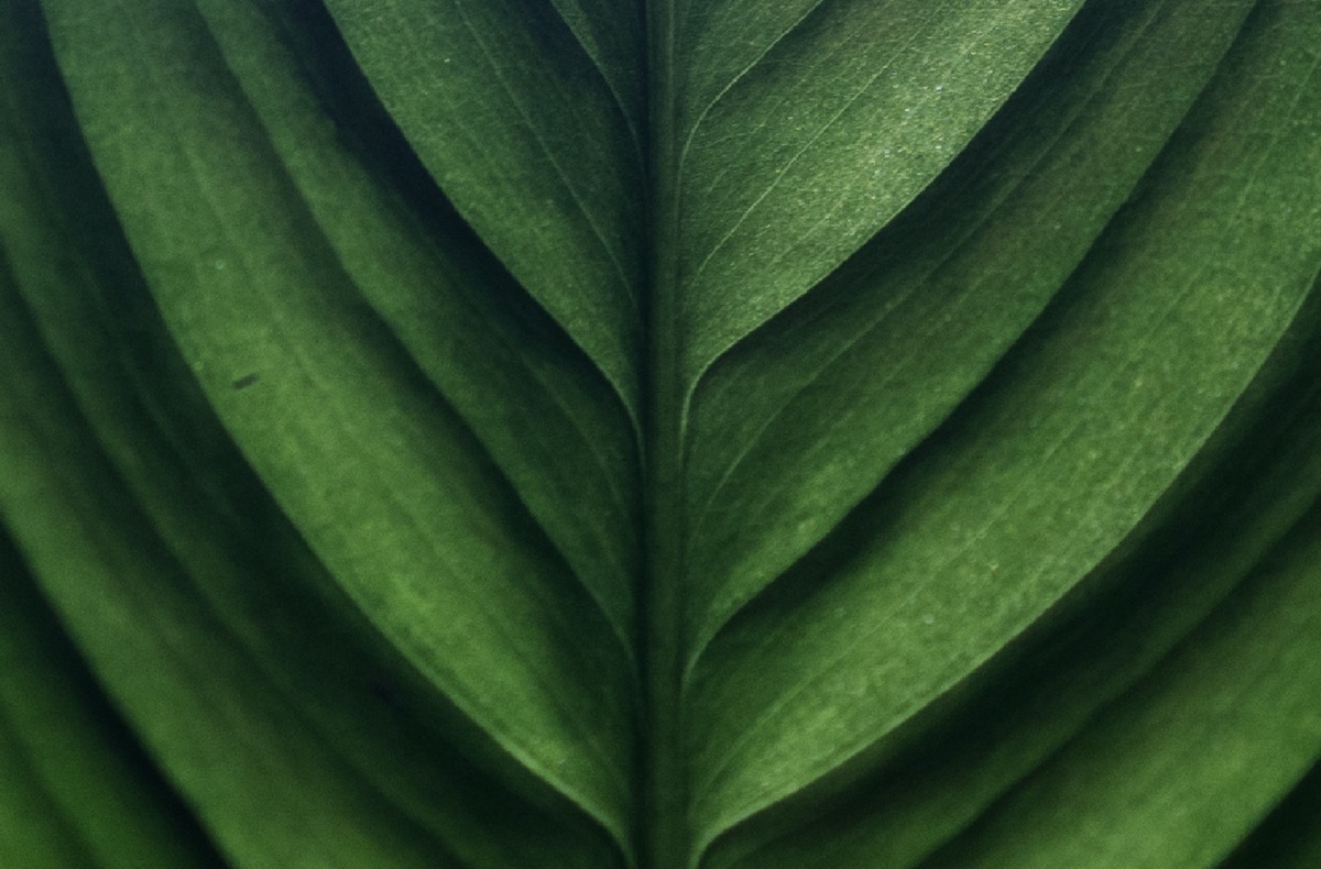 Green Cleaning Solutions